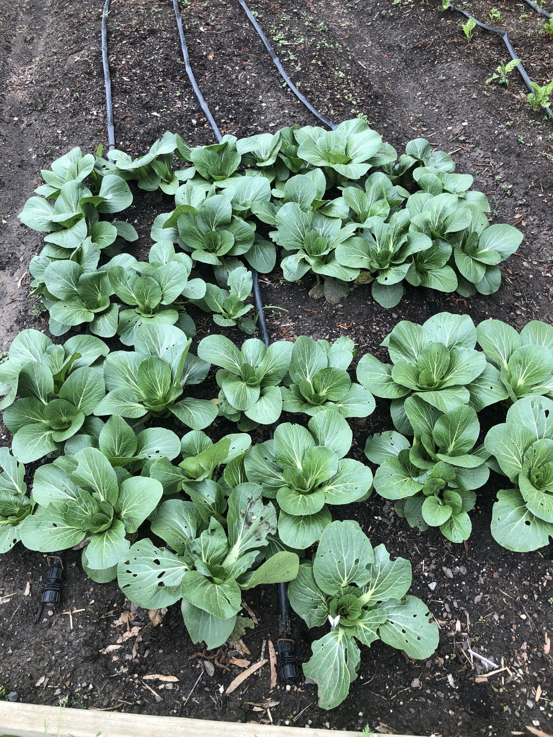 Columbia Heights Green