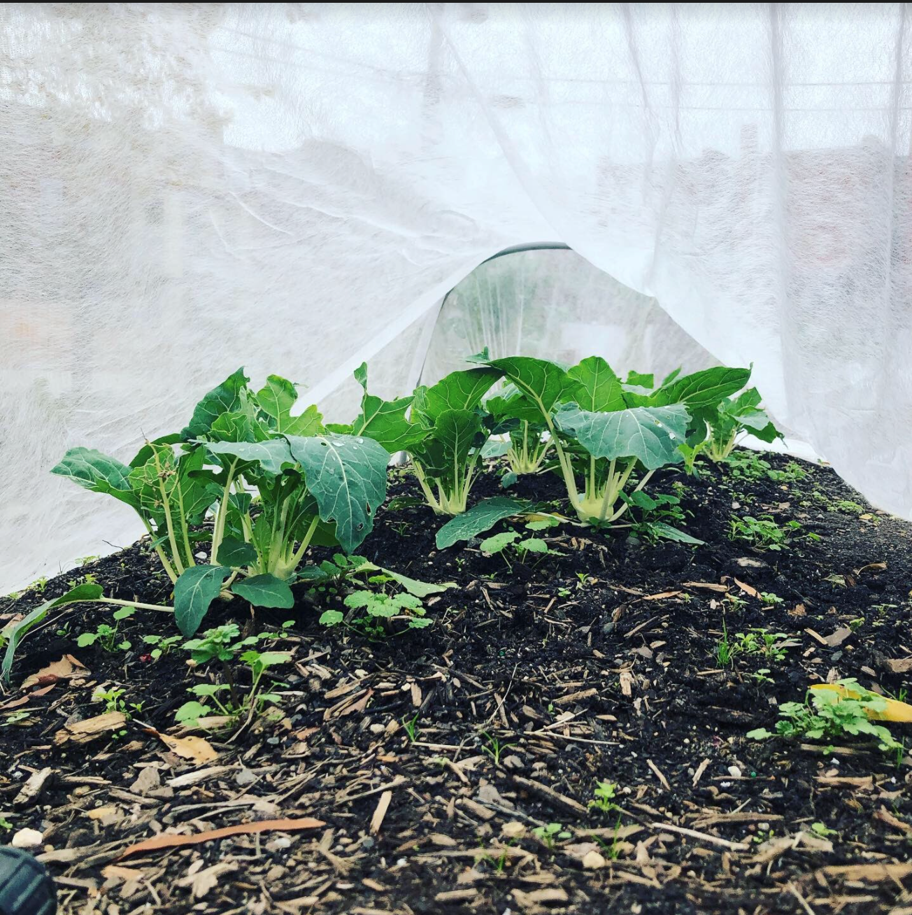 Columbia Heights Green